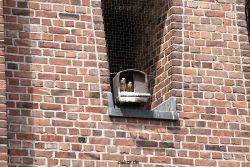 falkenhorst-sankt-antonius-2012-06-23-1-225