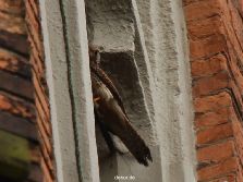 falkenhorst-trinitaskirche-2012-06-12-1-018