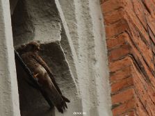 falkenhorst-trinitaskirche-2012-06-12-1-021