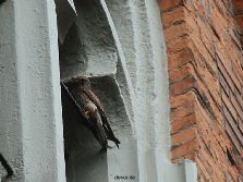 falkenhorst-trinitaskirche-2012-06-12-1-026