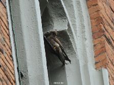 falkenhorst-trinitaskirche-2012-06-12-1-032