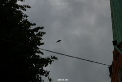 falkenhorst-trinitaskirche-2012-06-12-2-001