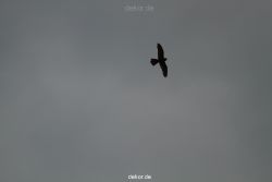 falkenhorst-trinitaskirche-2012-06-12-2-004