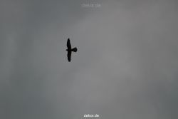 falkenhorst-trinitaskirche-2012-06-12-2-010
