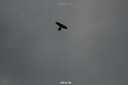 falkenhorst-trinitaskirche-2012-06-12-2-012
