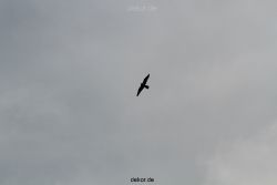falkenhorst-wuppertal1-130-die-plattform-003