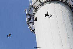 falkenhorst-wuppertal1-140-falkennachbarn-012