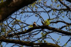 falkenhorst-wuppertal1-2012.05.29-ein-junger-falke-004