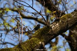 falkenhorst-wuppertal1-2012.05.29-ein-junger-falke-006