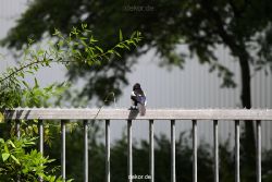 falkenhorst-wuppertal1-2012.06.15-was-geschah-bisher-001