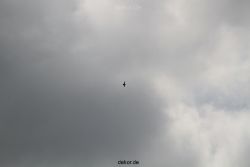 falkenhorst-wuppertal1-2012.06.15-was-geschah-bisher-013