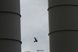 falkenhorst-wuppertal2-barmnen-2012.06.08-anflug2-001