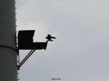 falkenhorst-wuppertal2-barmnen-2012.06.08-anflug2-005