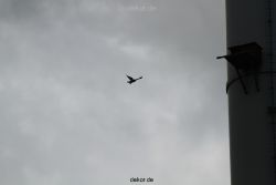 falkenhorst-wuppertal2-barmnen-2012.06.08-anflug3-003