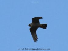 falkenhorst-wuppertal2-barmnen-2012.06.08-ueberflug1-002