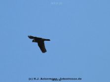 falkenhorst-wuppertal2-barmnen-2012.06.08-ueberflug1-005