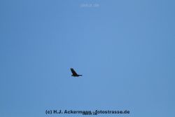 falkenhorst-wuppertal2-barmnen-2012.06.08-ueberflug1-006