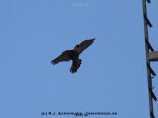 falkenhorst-wuppertal2-barmnen-2012.06.08-ueberflug1-016