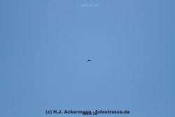 falkenhorst-wuppertal2-barmnen-2012.06.08-ueberflug2-001