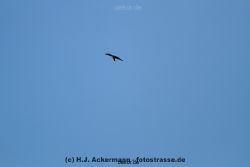 falkenhorst-wuppertal2-barmnen-2012.06.08-ueberflug2-004