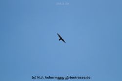 falkenhorst-wuppertal2-barmnen-2012.06.08-ueberflug2-005