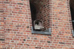 falkenhorst-wuppertal3-st-antonius-2012.06.12-4-junge-falken-018