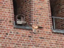 falkenhorst-wuppertal3-st-antonius-2012.06.12-fuetterung-003