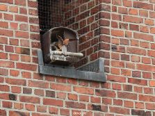 falkenhorst-wuppertal3-st-antonius-2012.06.12-fuetterung-005