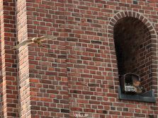 falkenhorst-wuppertal3-st-antonius-2012.06.12-fuetterung-012