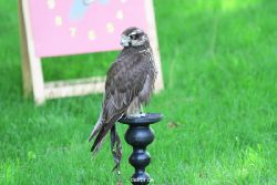 grugapark-greifvogelschau-2012-04-001