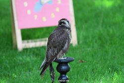 grugapark-greifvogelschau-2012-04-002