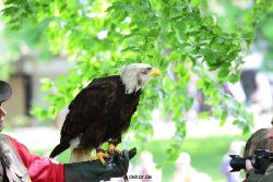 grugapark-greifvogelschau-2012-04-003