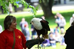 grugapark-greifvogelschau-2012-04-005
