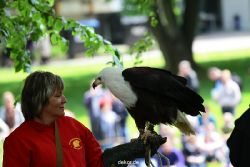 grugapark-greifvogelschau-2012-04-006
