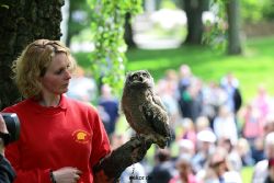 grugapark-greifvogelschau-2012-04-007