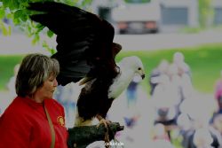 grugapark-greifvogelschau-2012-04-008