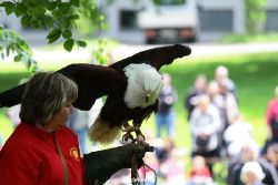 grugapark-greifvogelschau-2012-04-009