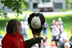 grugapark-greifvogelschau-2012-04-010