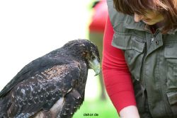 grugapark-greifvogelschau-2012-04-011