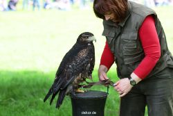 grugapark-greifvogelschau-2012-04-012