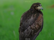 grugapark-greifvogelschau-2012-04-013