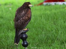 grugapark-greifvogelschau-2012-04-014