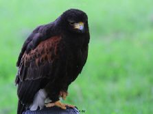 grugapark-greifvogelschau-2012-04-015