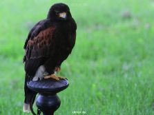 grugapark-greifvogelschau-2012-04-016