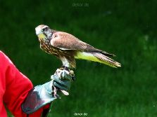grugapark-greifvogelschau-2012-04-031