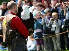 grugapark-greifvogelschau-2012-04-032