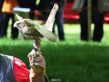 grugapark-greifvogelschau-2012-04-035
