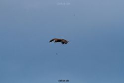 grugapark-greifvogelschau-2012-04-036