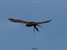 grugapark-greifvogelschau-2012-04-037