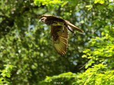 grugapark-greifvogelschau-2012-04-038